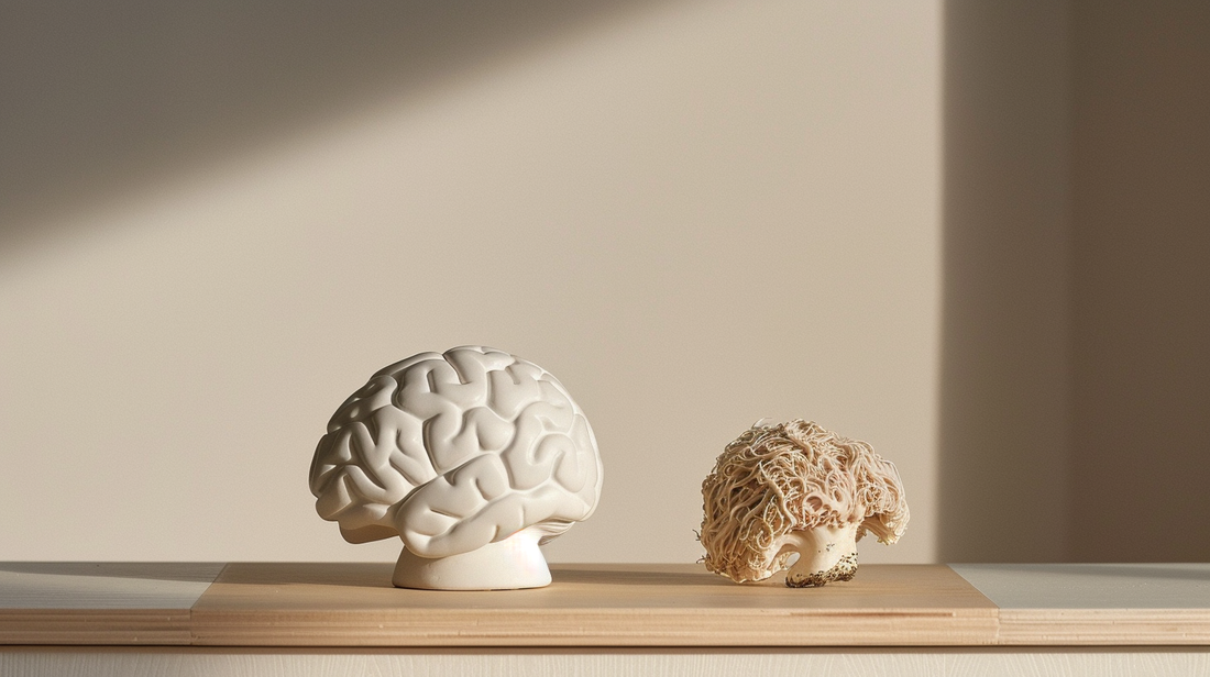 Lion's Mane et mémoire : ce que disent les études