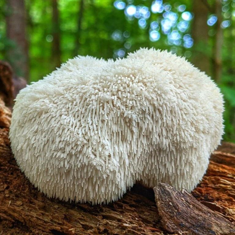 Lion's Mane Fruiting Body